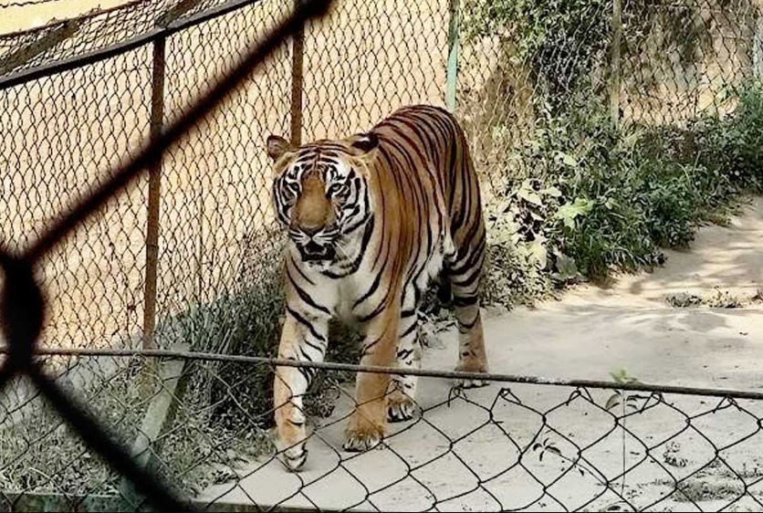বাঘ-সিংহের খাবারের তালিকায় রোজ পাতে ‘মহার্ঘ’ পাঁঠা! অগ্নিমূল্য বাজার! খাবার জোগাতে হিমশিম আলিপুর চিড়িয়াখানা!